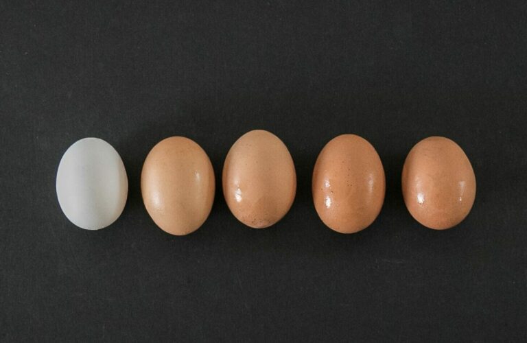 Dark Brown to white eggs lined up